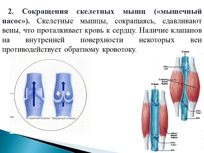 2. Сокращения скелетных мышц («мышечный насос»). Скелетные мышцы, сокращаясь, сдавливают вены, что проталкивает кровь